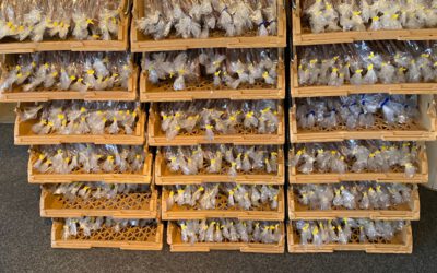 Super mooie opbrengst speculaaspoppen en banketstavenactie!